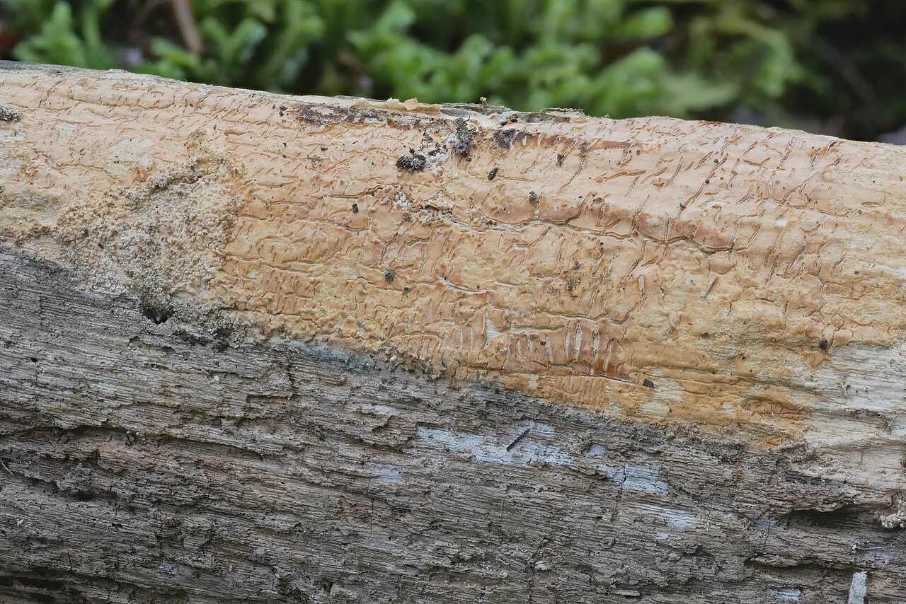 Dichostereum effuscatum (Dichostereum effuscatum) — photo mycologique