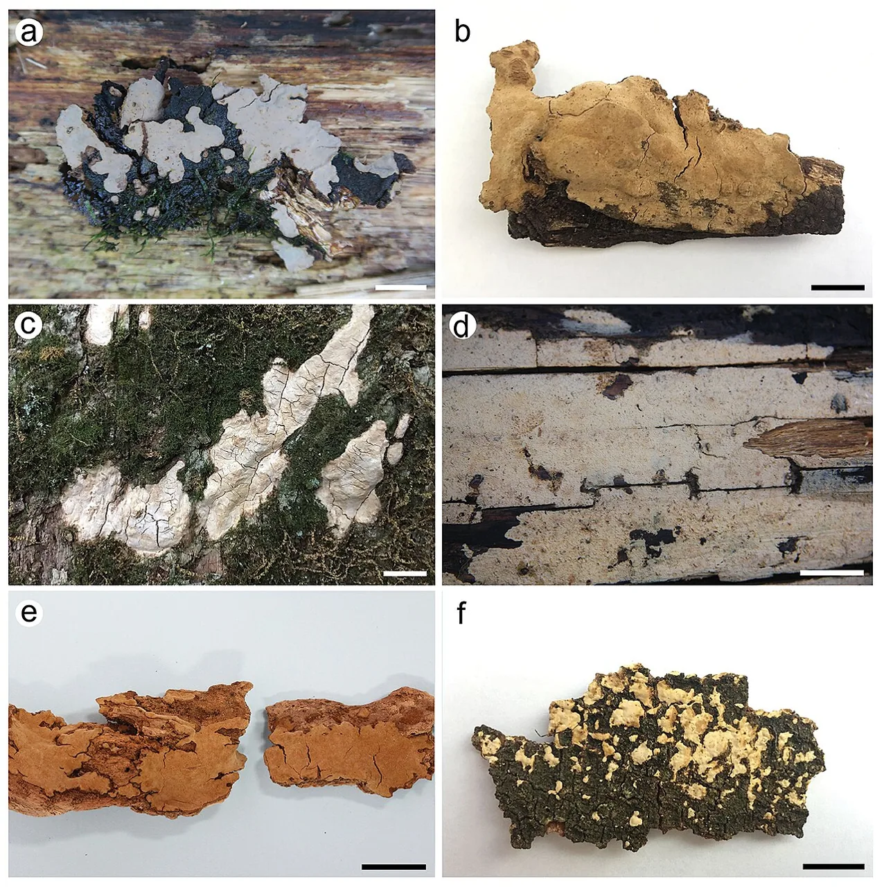 Dichostereum orientale (Dichostereum orientale) — photo mycologique