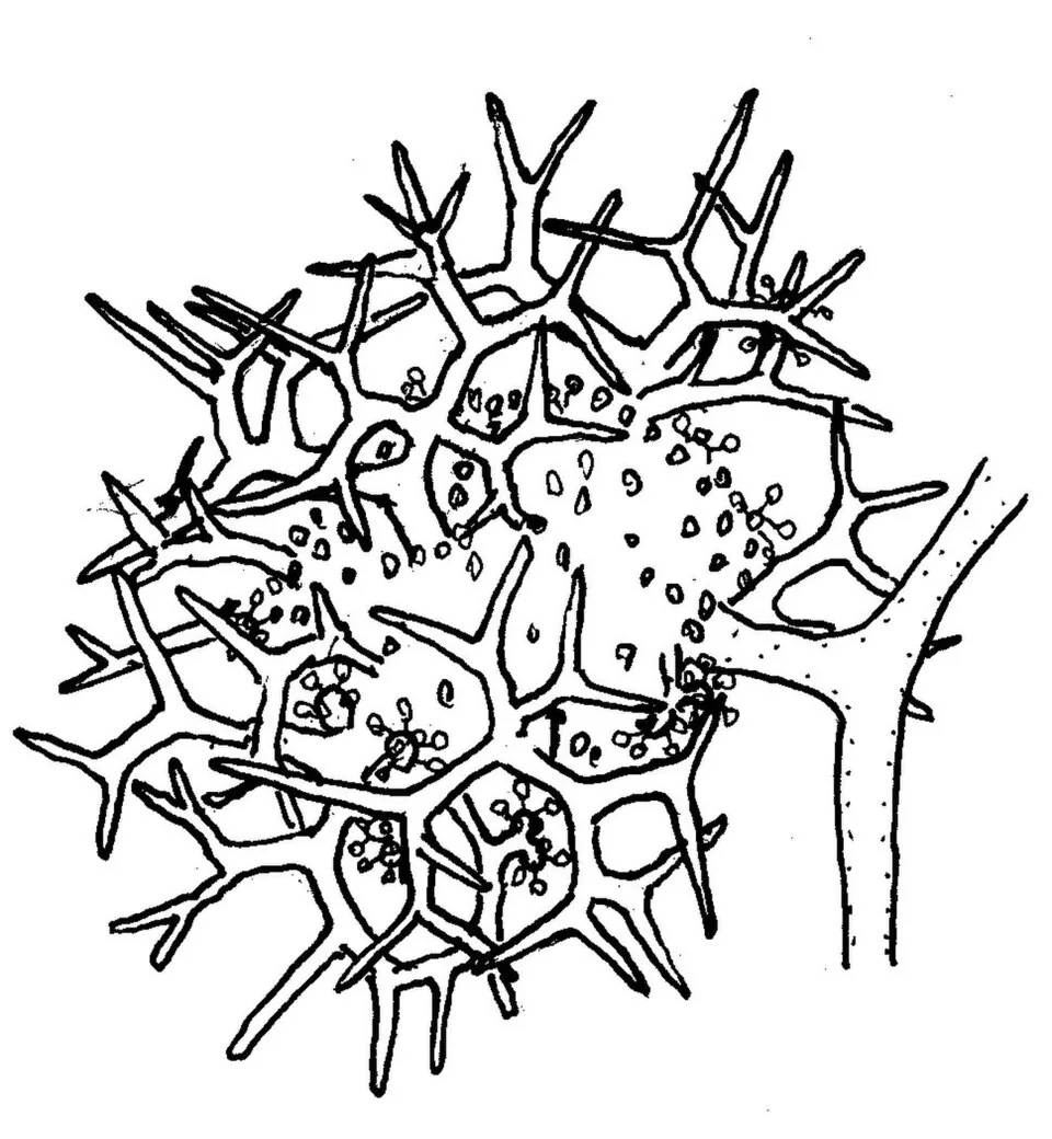 Dichotomocladium elegans (Dichotomocladium elegans) — photo mycologique