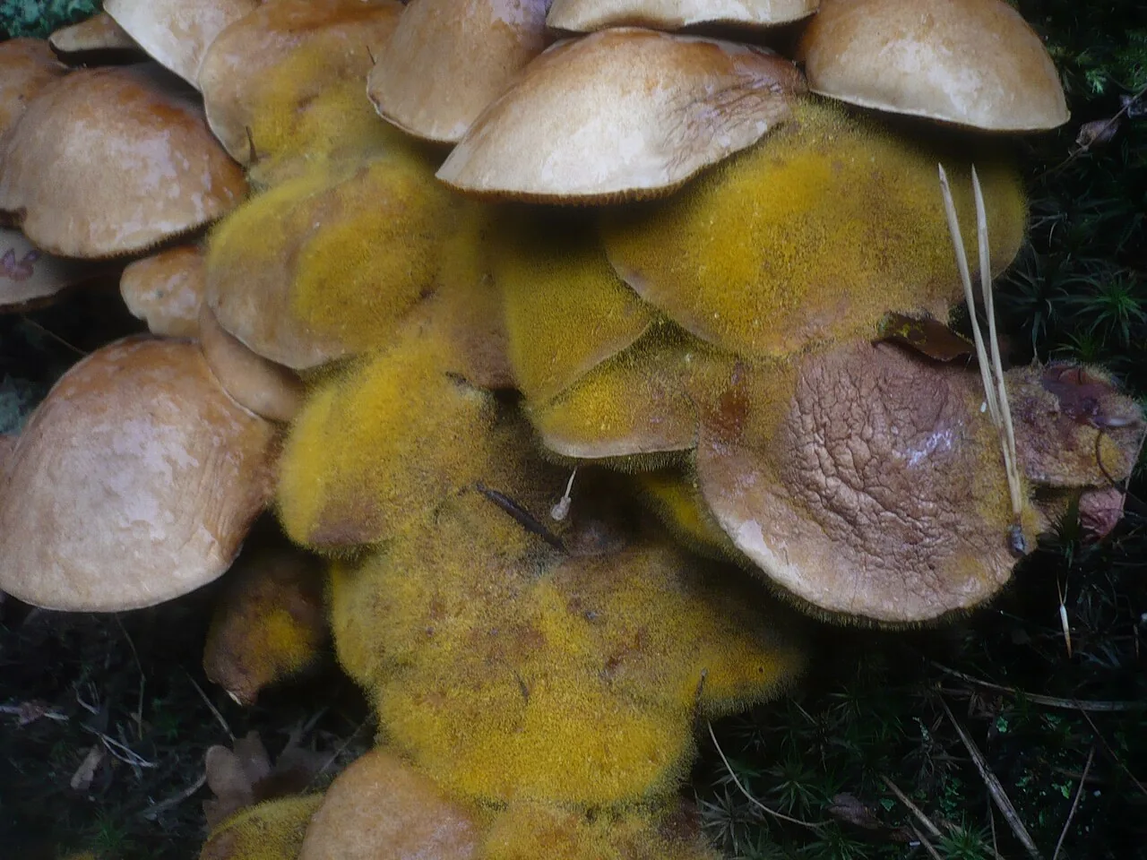 Dicranophora fulva (Dicranophora fulva) — photo mycologique