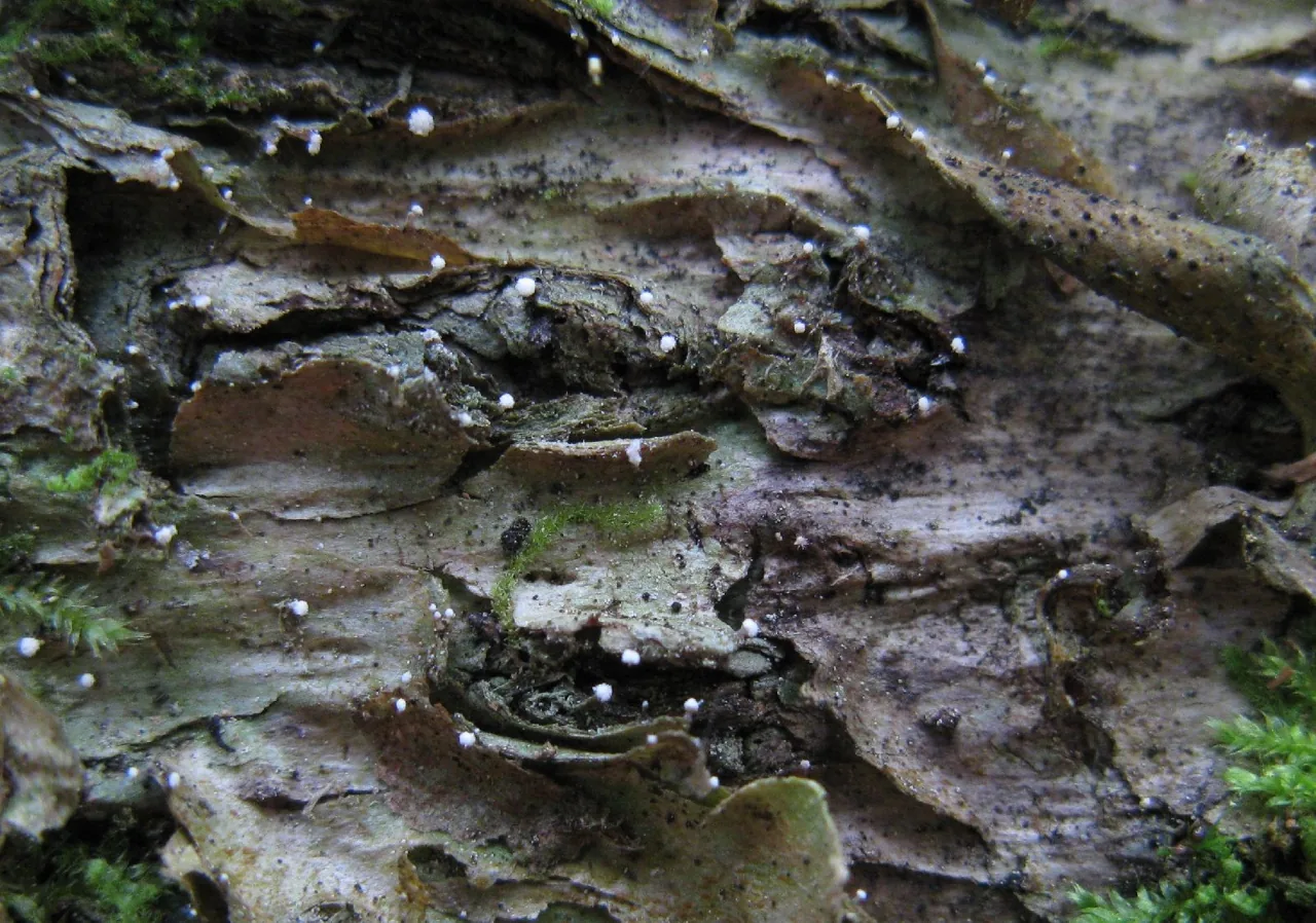 Dictyocatenulata alba (Dictyocatenulata alba) — photo mycologique