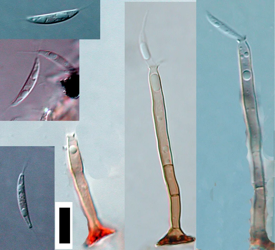 Dictyochaeta detriticola (Dictyochaeta detriticola) — photo mycologique
