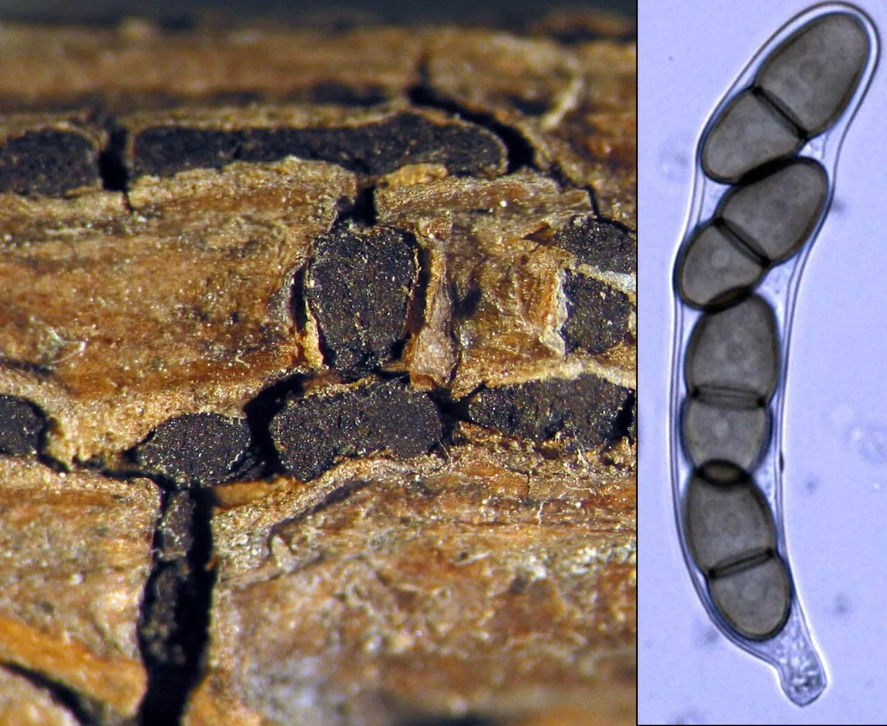 Dictyodothis excavata (Dictyodothis excavata) — photo mycologique