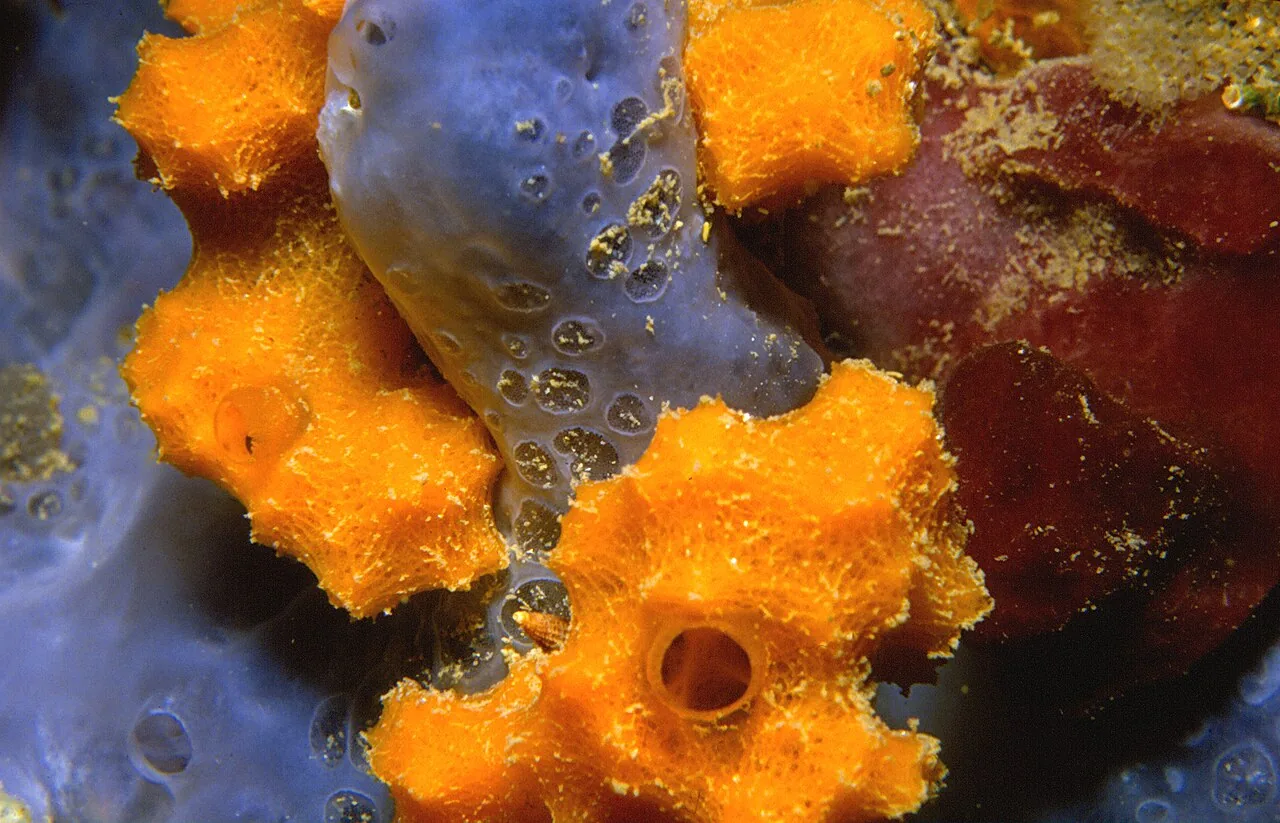 Dictyonella circinata (Dictyonella circinata) — photo mycologique