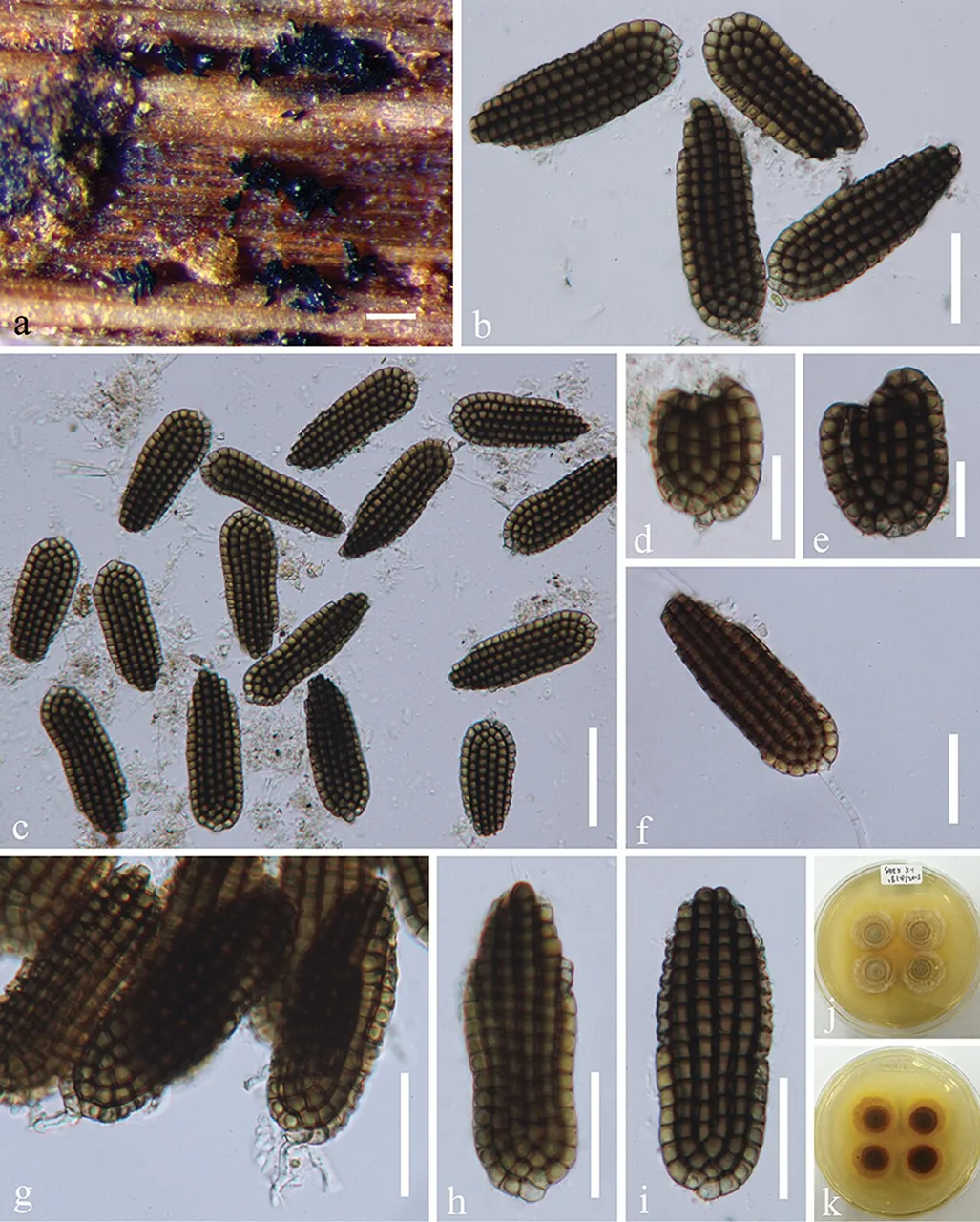 Dictyosporium tetrasporum (Dictyosporium tetrasporum) — photo mycologique