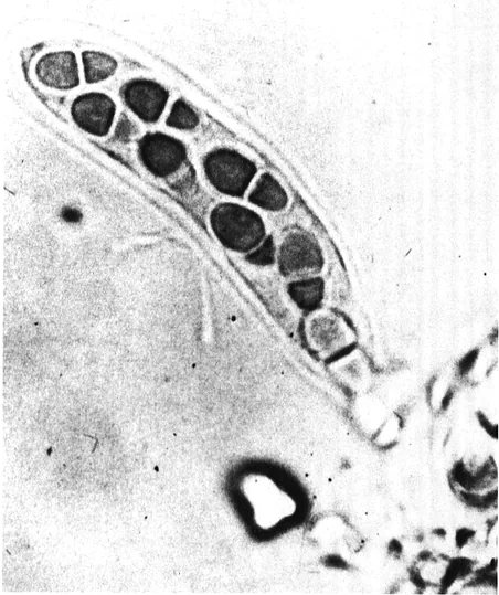 Didymella dimorpha (Didymella dimorpha) — photo mycologique