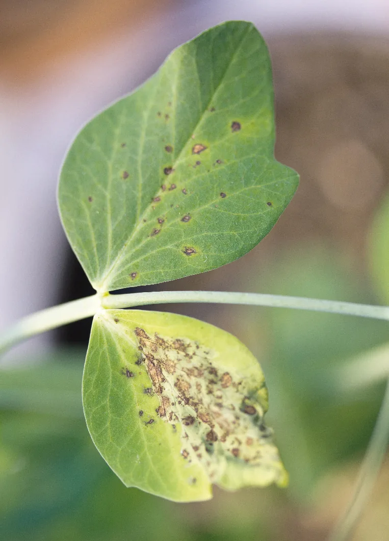 Didymella pinodes (Didymella pinodes) — photo mycologique