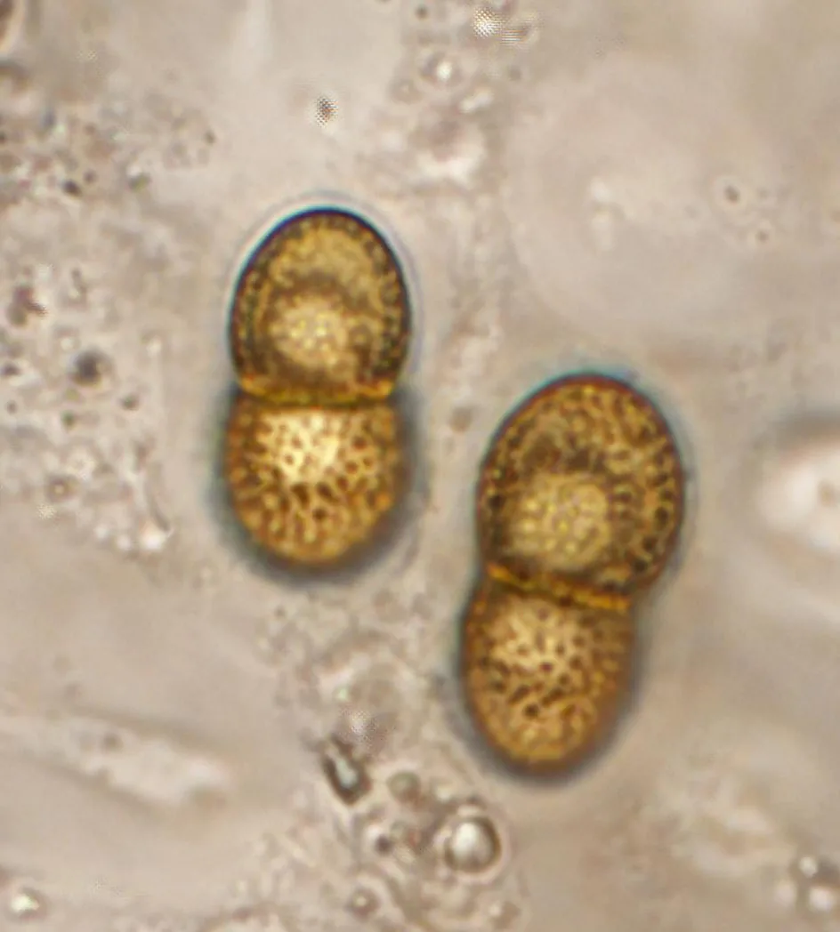 Didymocyrtis microxanthoriae (Didymocyrtis microxanthoriae) — photo mycologique