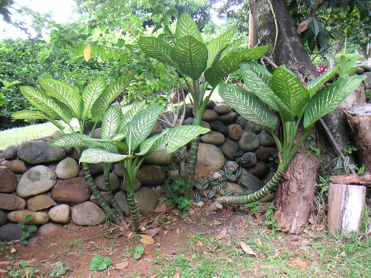 Dieffenbachia (Dieffenbachia oerstedii) : photo botanique