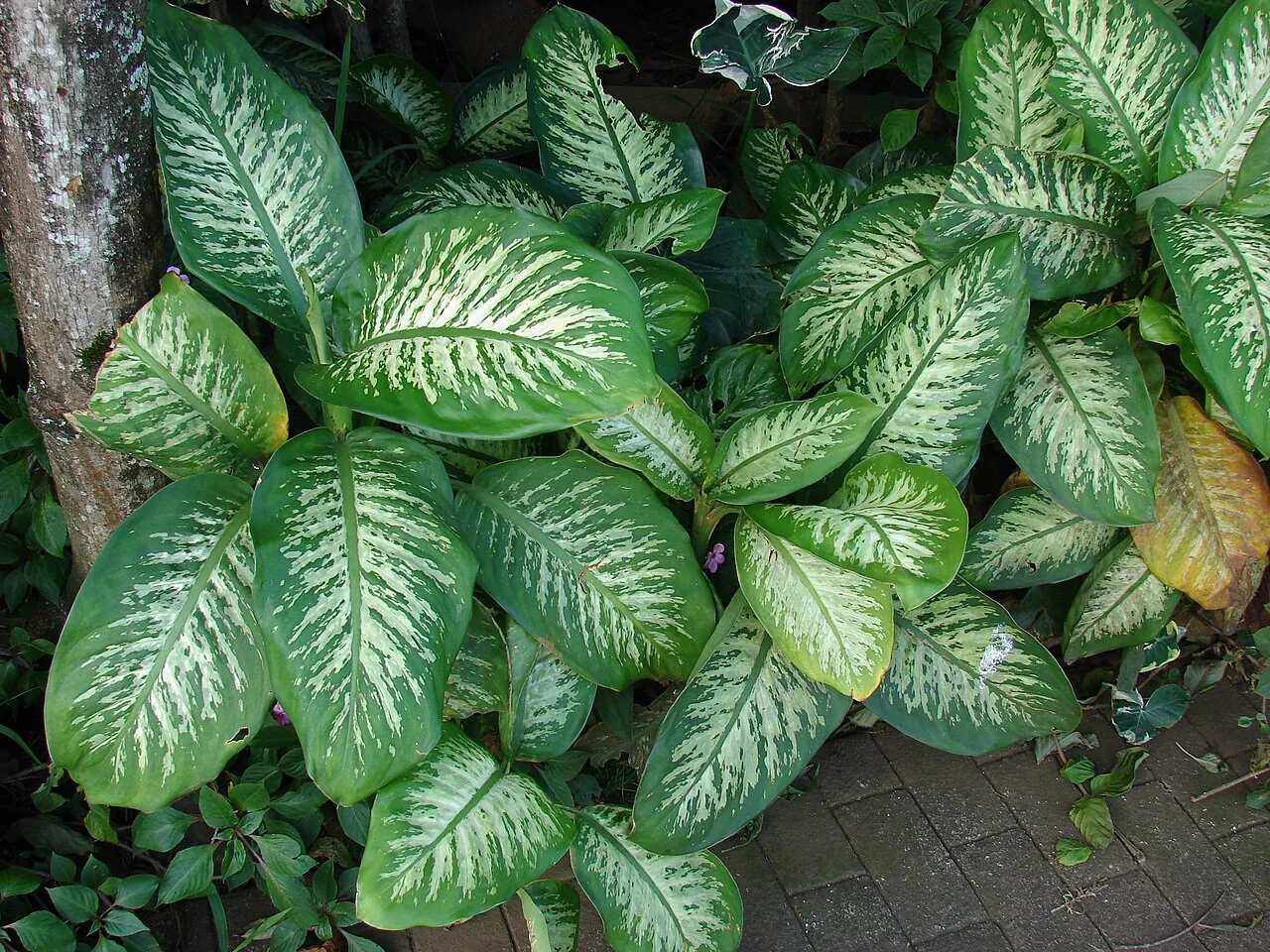 Dieffenbachia (Dieffenbachia seguine) : photo botanique