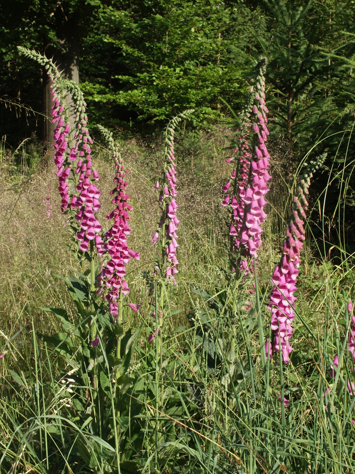 Digitale (Digitalis) — photo botanique