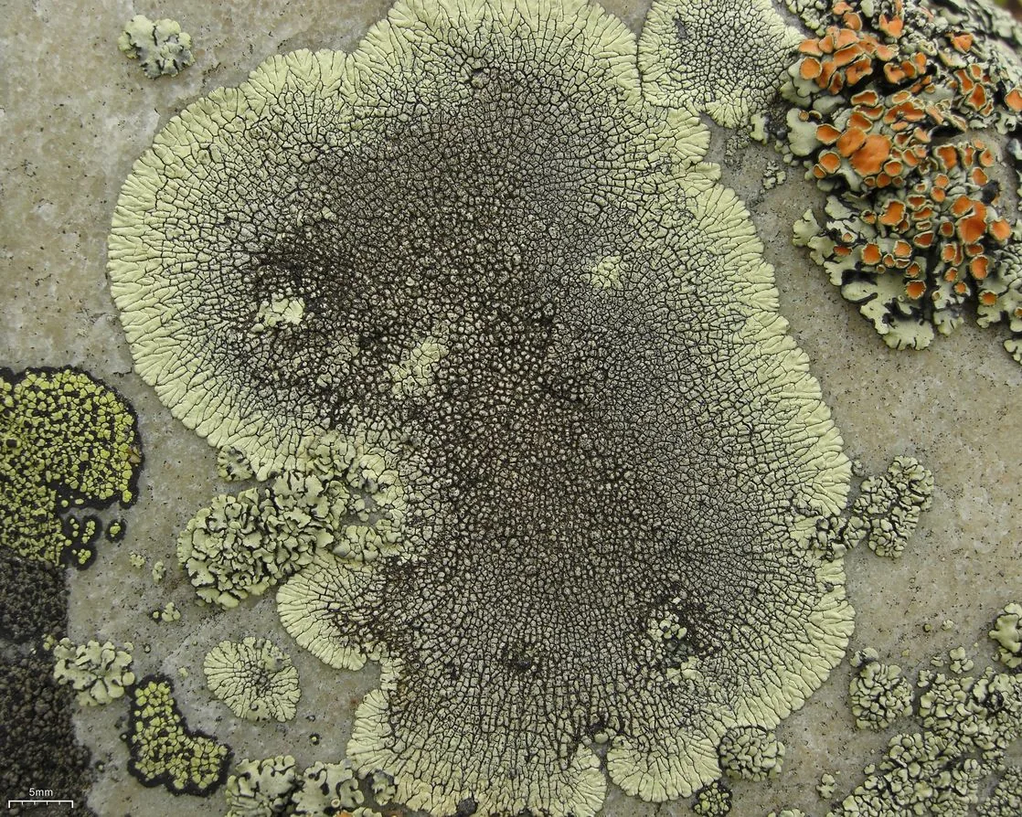 Dimelaena oreina (Dimelaena oreina) — photo mycologique