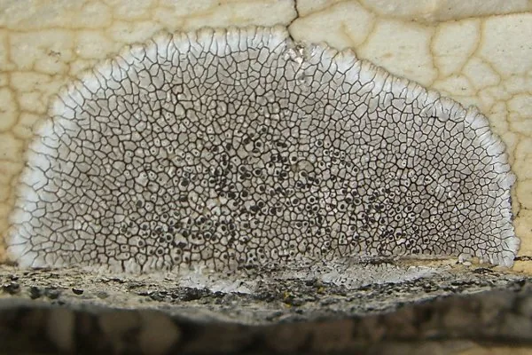 Dimelaena radiata (Dimelaena radiata) — photo mycologique