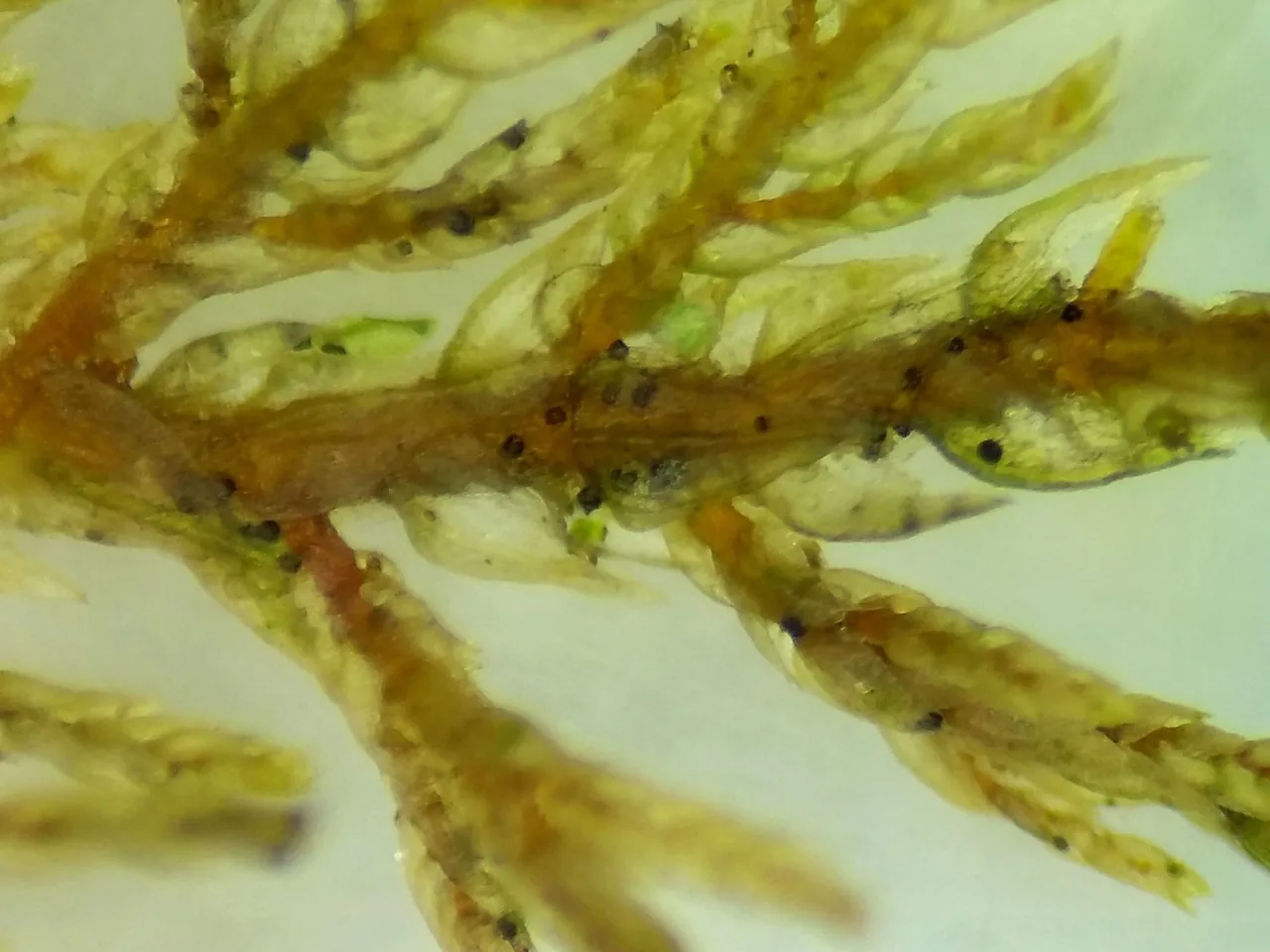 Dimerina parasitica (Dimerina parasitica) — photo mycologique