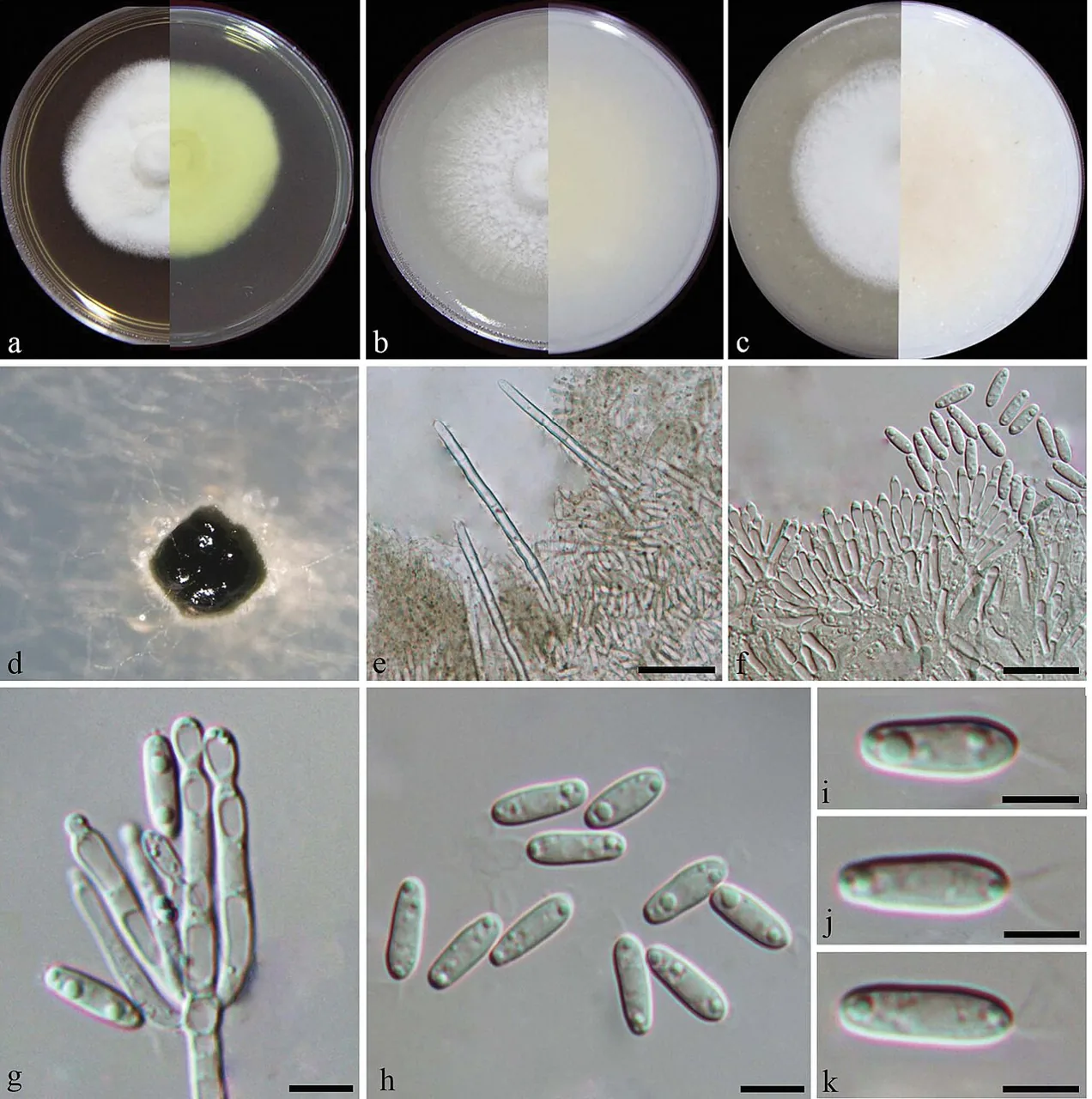Dimorphiseta obtusa (Dimorphiseta obtusa) — photo mycologique