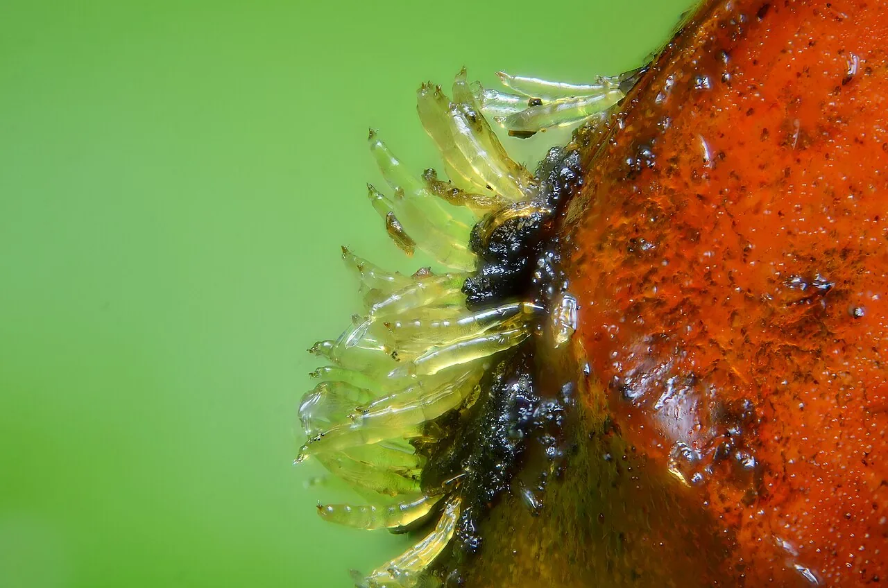Dimorphomyces denticulatus (Dimorphomyces denticulatus) — photo mycologique