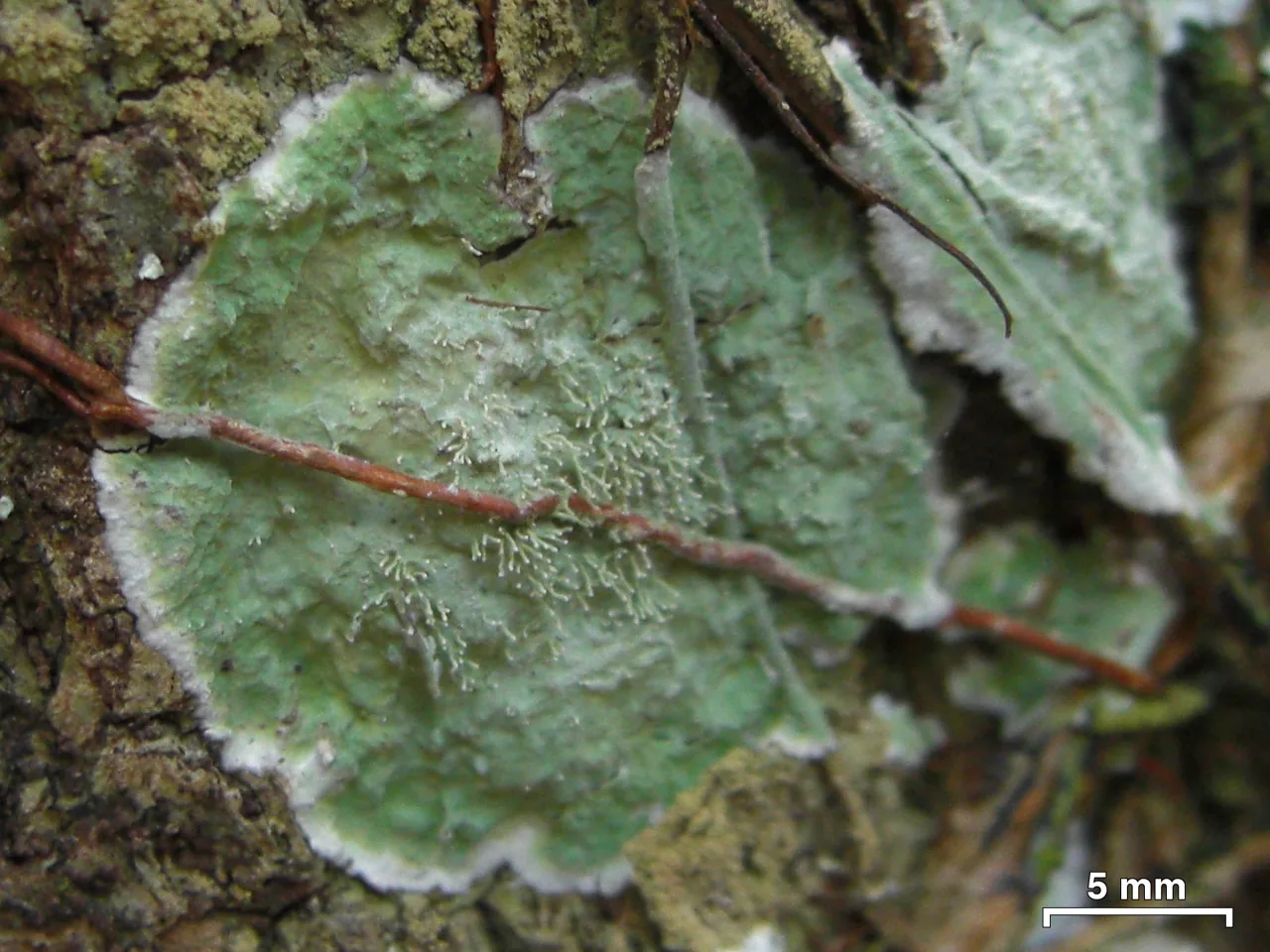 Diorygma antillarum (Diorygma antillarum) — photo mycologique