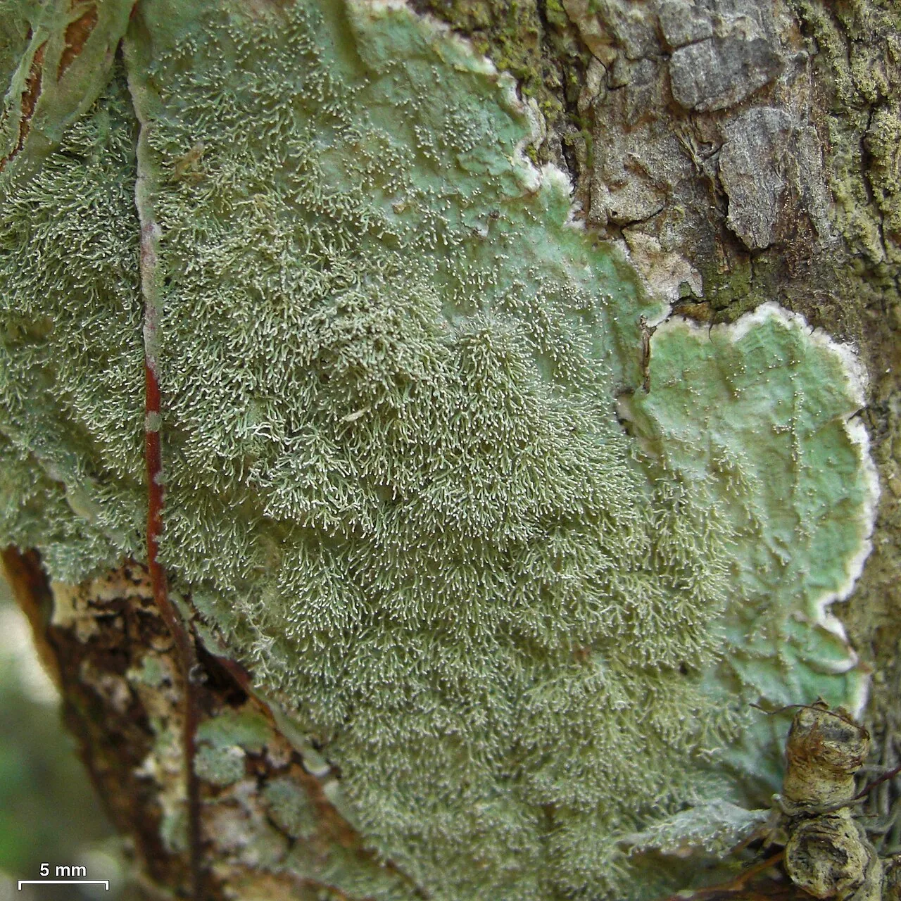 Diorygma monophorum (Diorygma monophorum) — photo mycologique