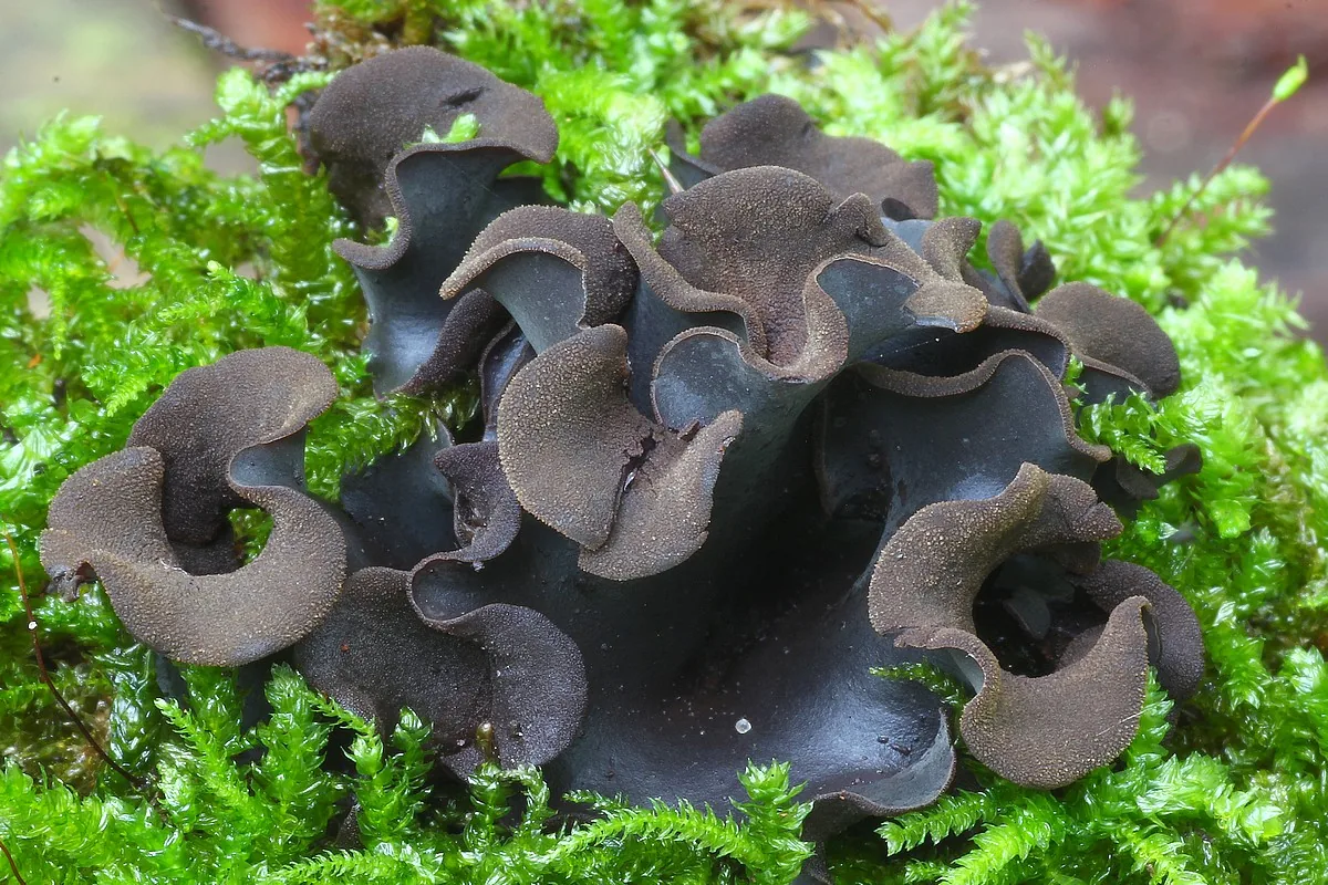Diplocarpa bloxamii (Diplocarpa bloxamii) — photo mycologique