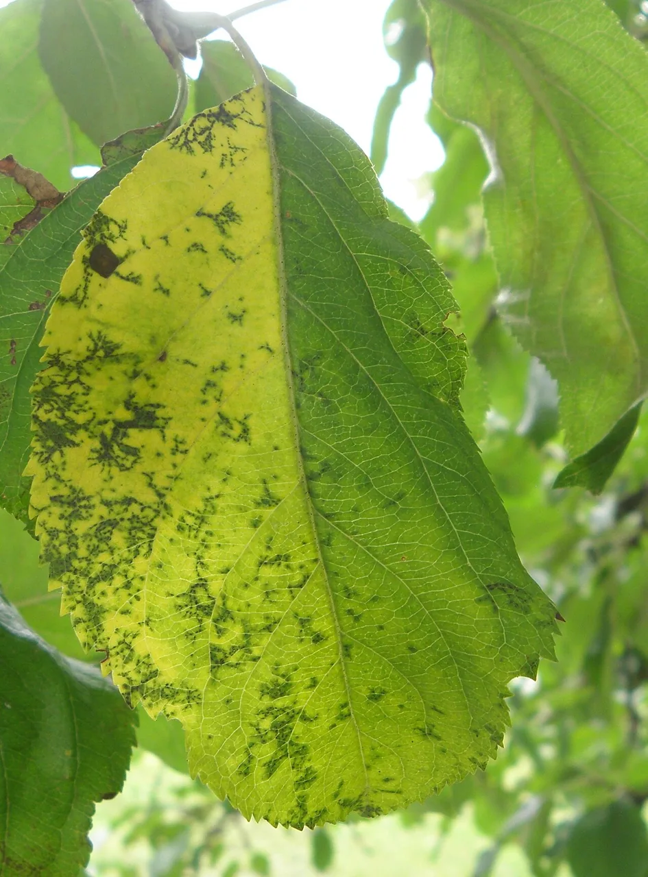 Diplocarpon mali (Diplocarpon mali) — photo mycologique