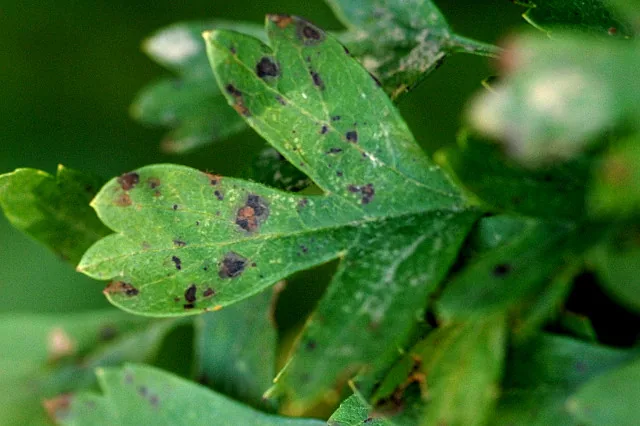 Diplocarpon mespili (Diplocarpon mespili) — photo mycologique