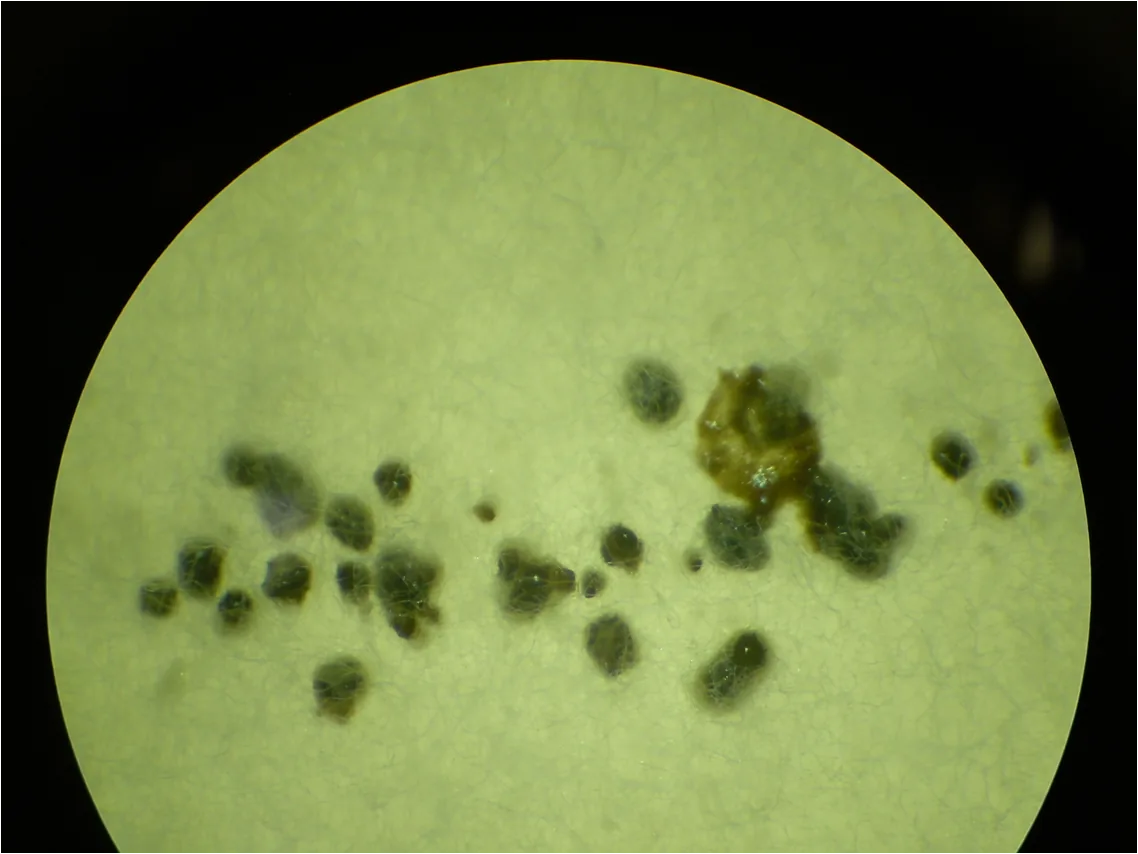 Diplodia cerei-triangularis (Diplodia cerei-triangularis) — photo mycologique