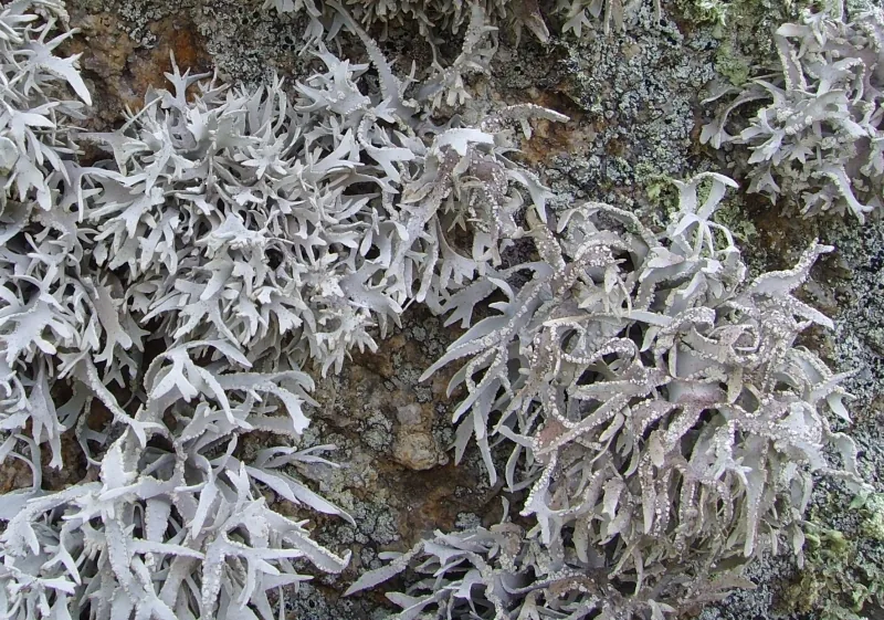 Diplogramma australiensis (Diplogramma australiensis) — photo mycologique