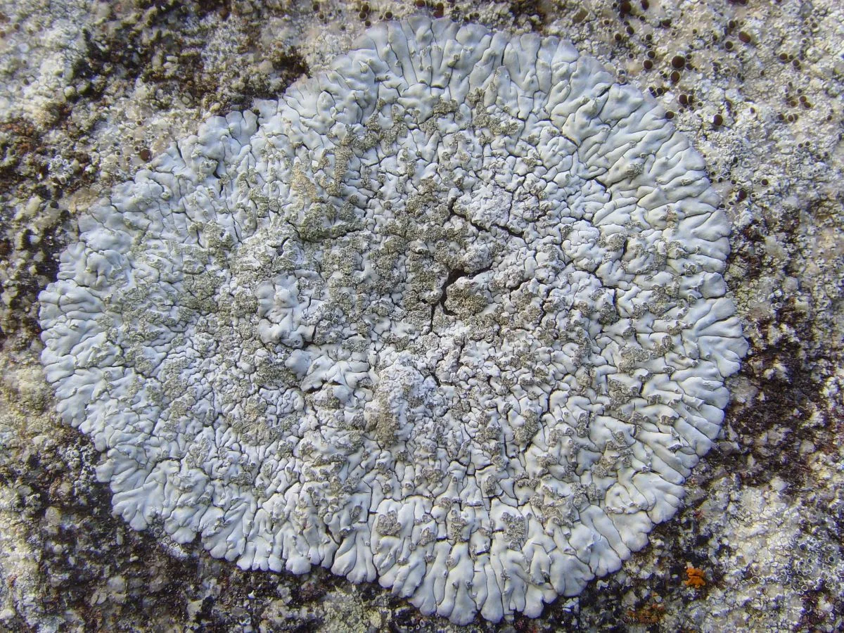 Diploicia canescens (Diploicia canescens) — photo mycologique
