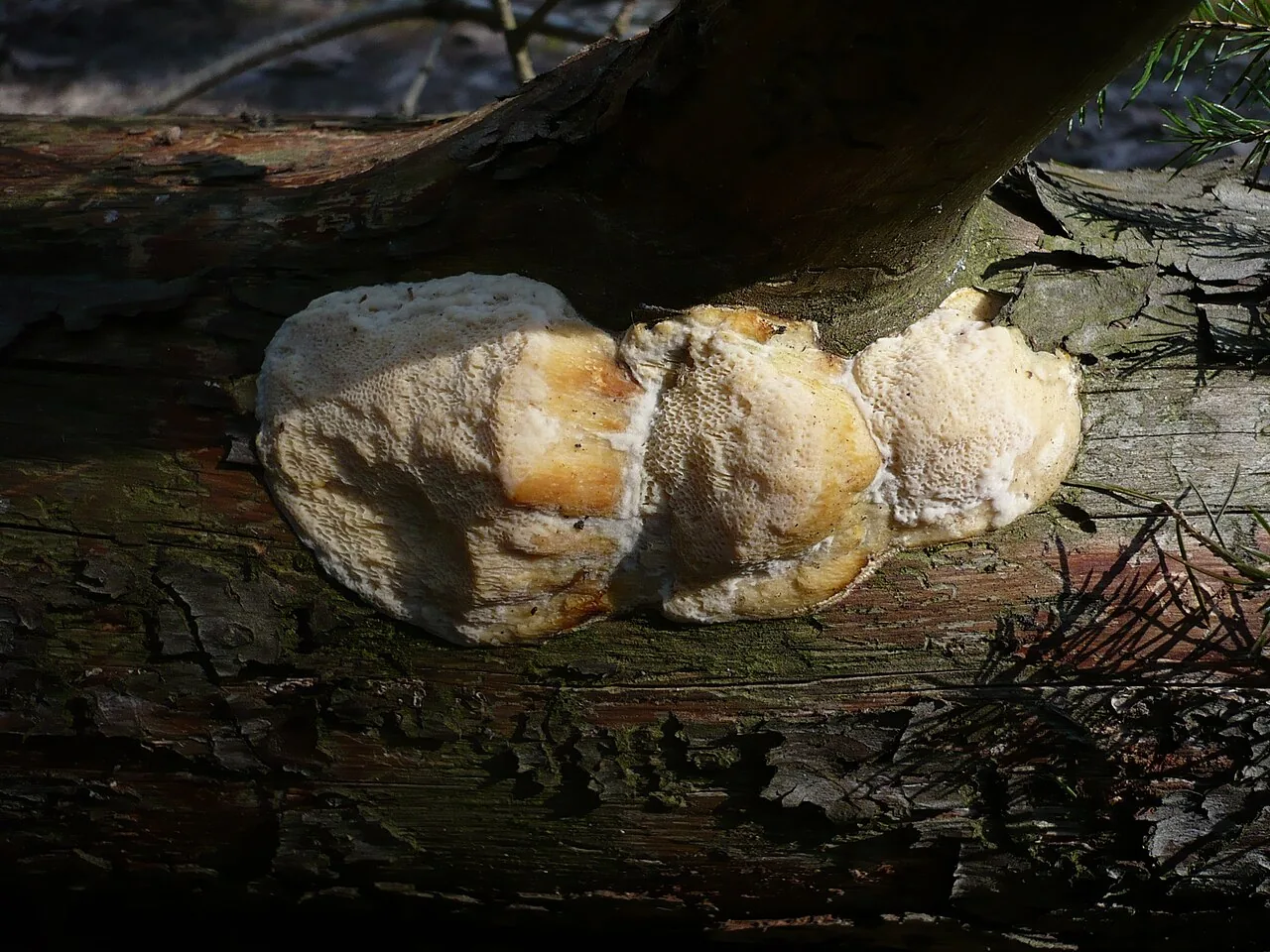 Diplomitoporus ethiopicus (Diplomitoporus ethiopicus) — photo mycologique