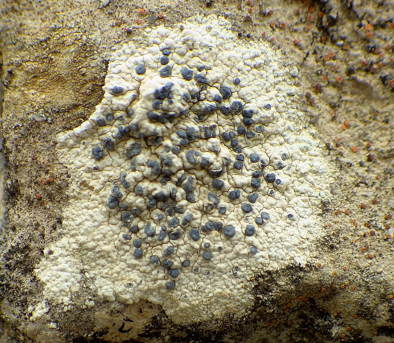 Diplotomma alboatrum (Diplotomma alboatrum) — photo mycologique