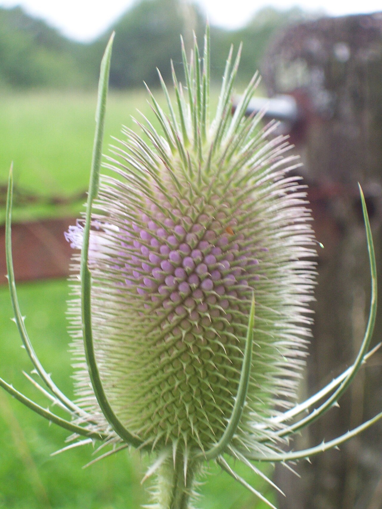 Cardère (Dipsacus) — photo botanique
