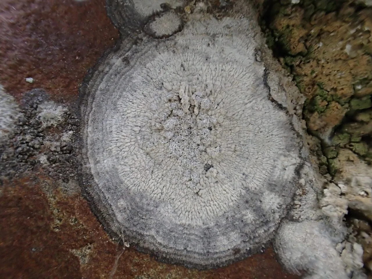 Dirina arabica (Dirina arabica) — photo mycologique