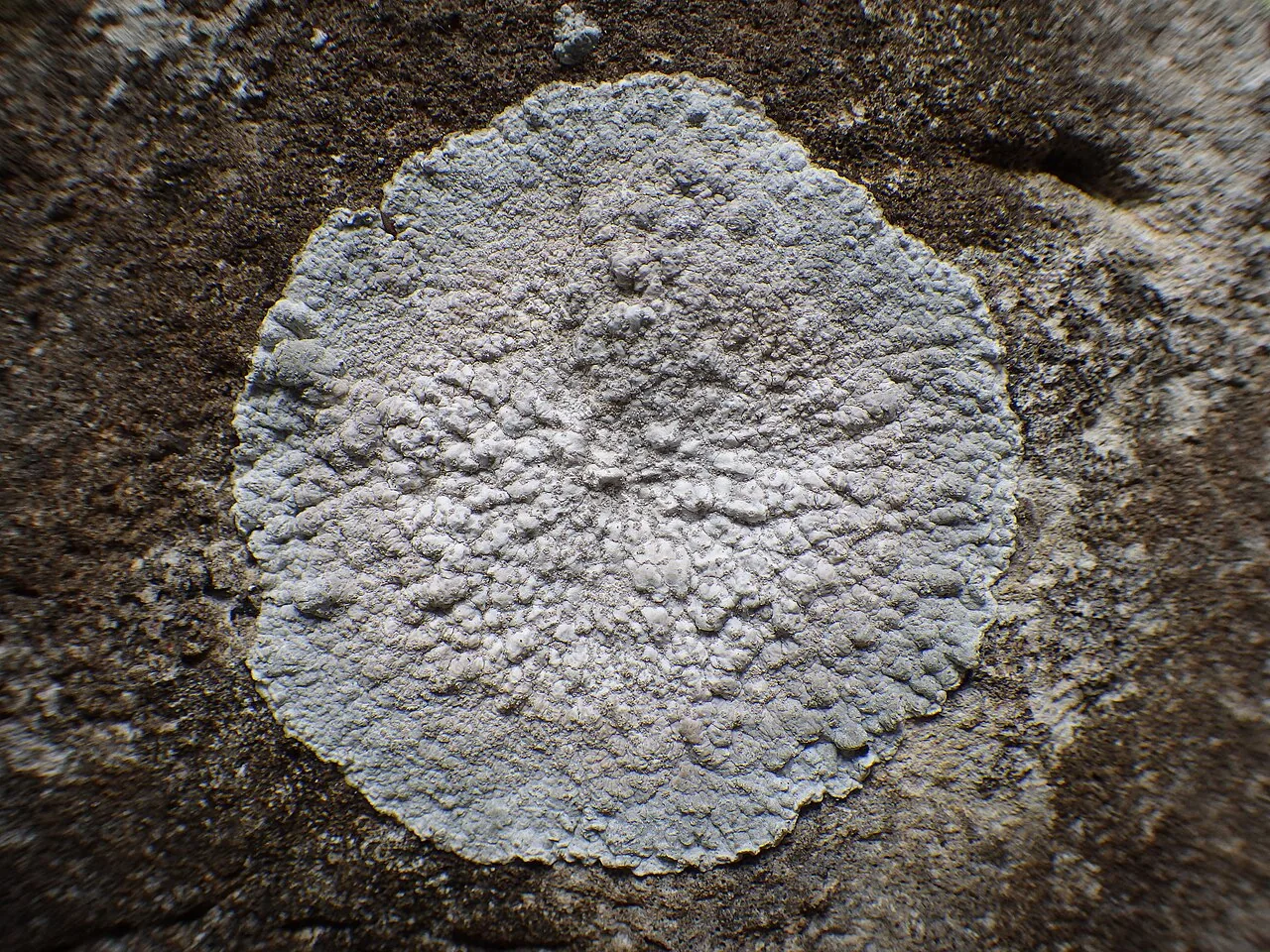 Dirina massiliensis (Dirina massiliensis) — photo mycologique