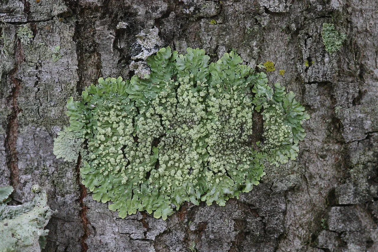 Dirinaria minuta (Dirinaria minuta) — photo mycologique