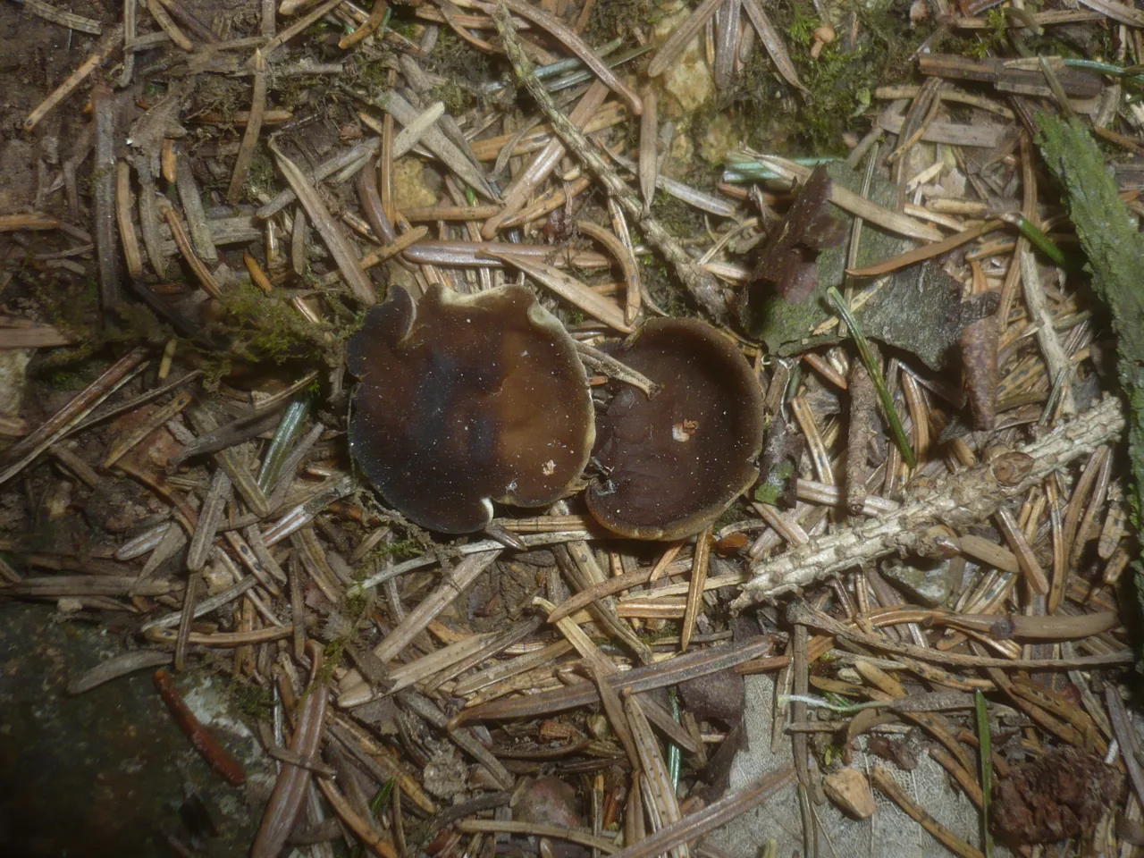 Discina melaleuca (Discina melaleuca) — photo mycologique