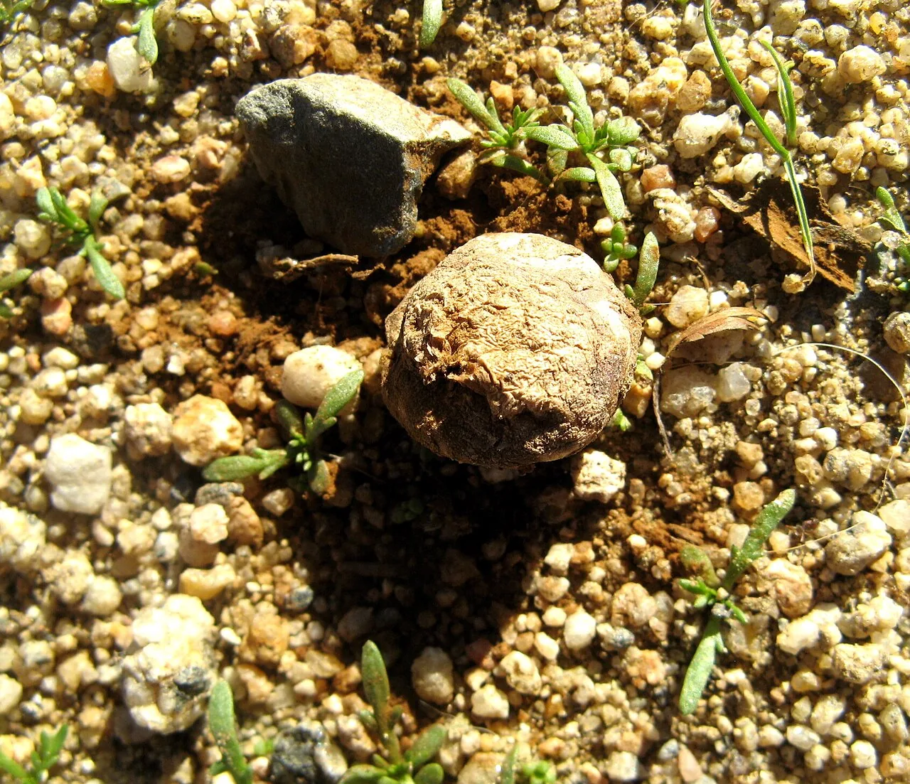 Disciseda andina (Disciseda andina) — photo mycologique