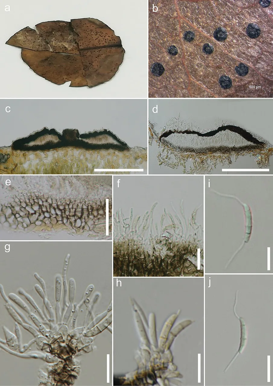 Discosia brasiliensis (Discosia brasiliensis) — photo mycologique