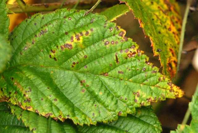Discostroma strobiligenum (Discostroma strobiligenum) — photo mycologique