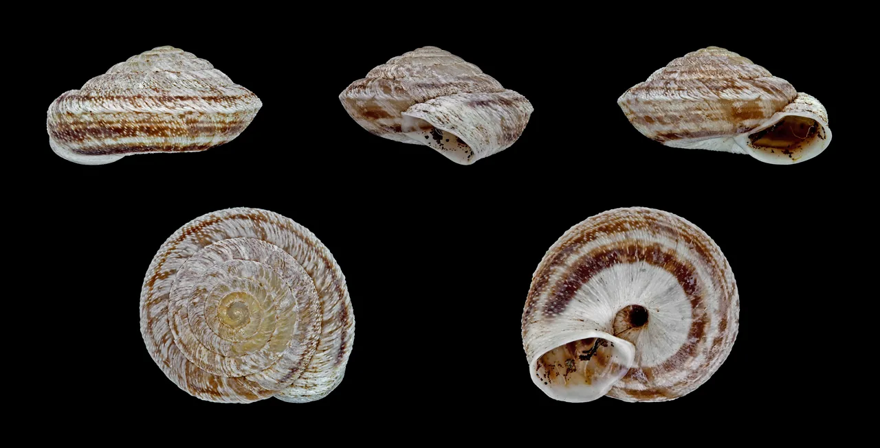 Discula cytosporea (Discula cytosporea) — photo mycologique