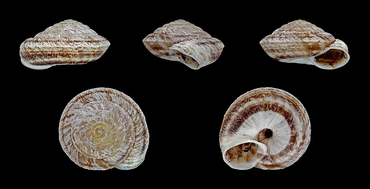 Discula junci (Discula junci) — photo mycologique