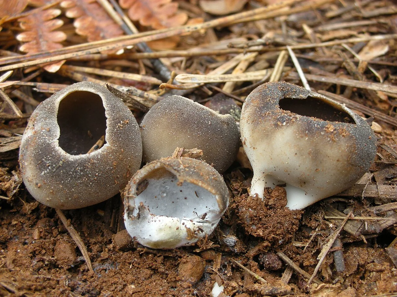 Dissingia leucomelaena (Dissingia leucomelaena) — photo mycologique