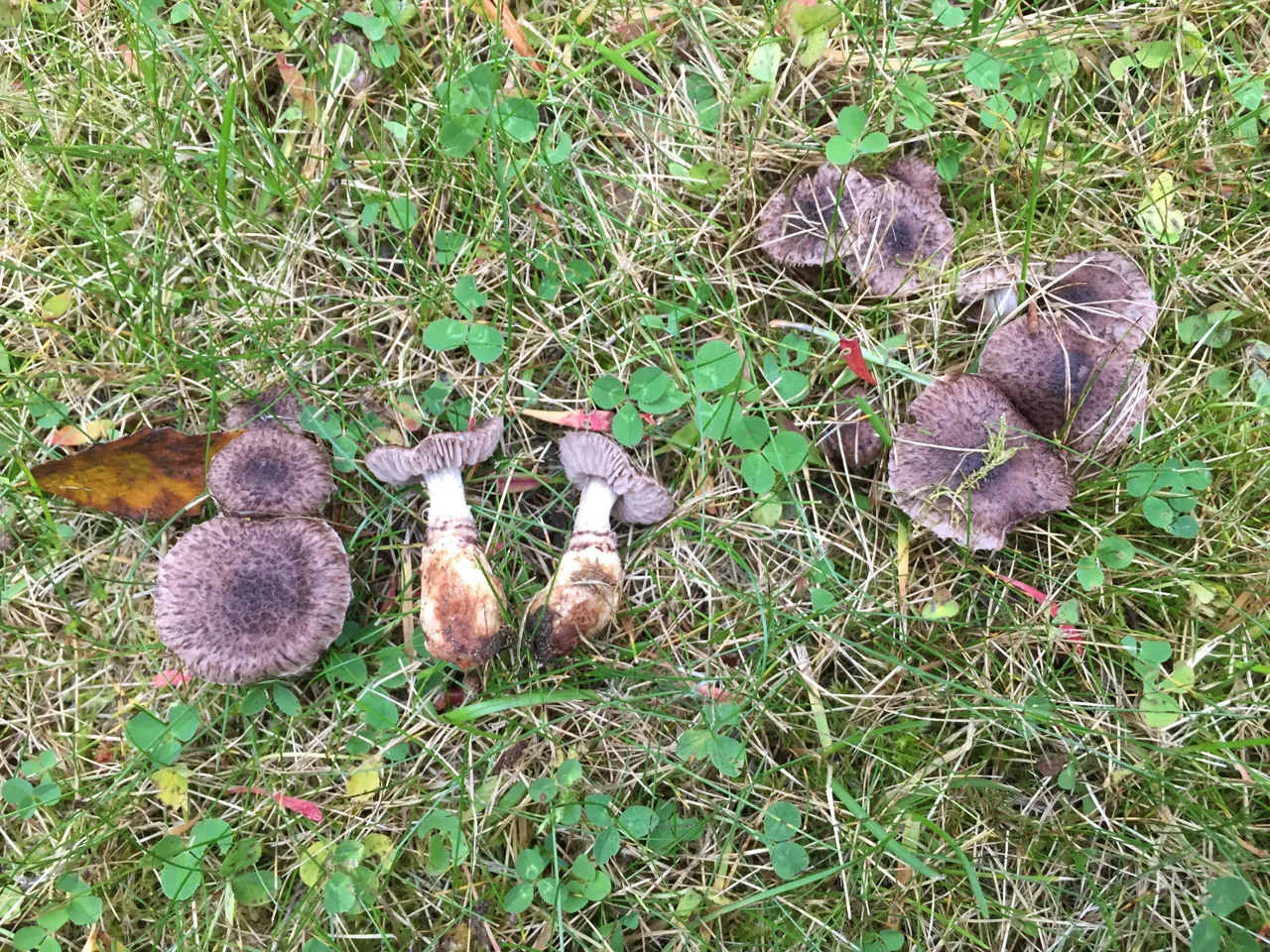 Dissoderma contortipes (Dissoderma contortipes) — photo mycologique