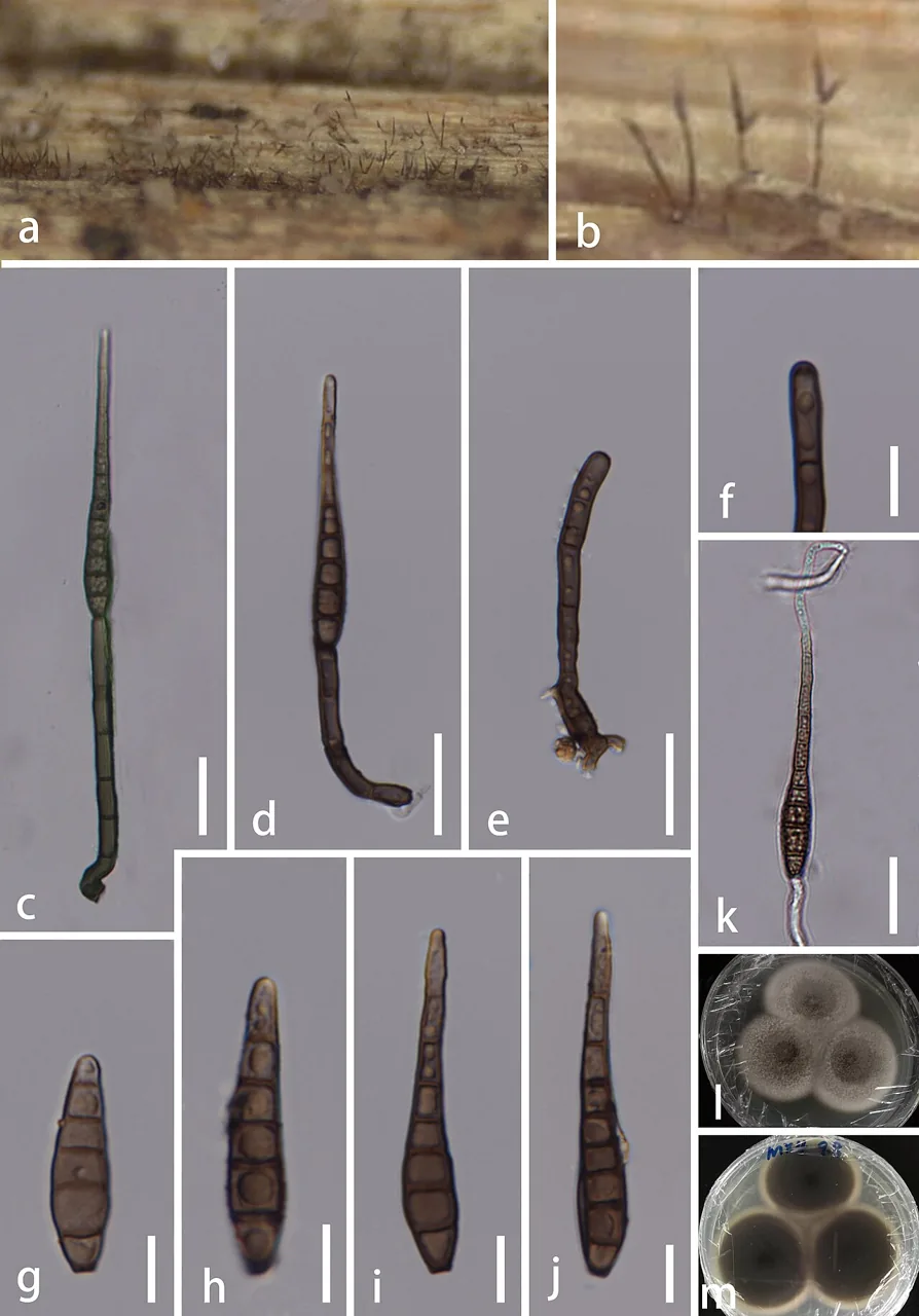 Distoseptispora yunjushanensis (Distoseptispora yunjushanensis) — photo mycologique
