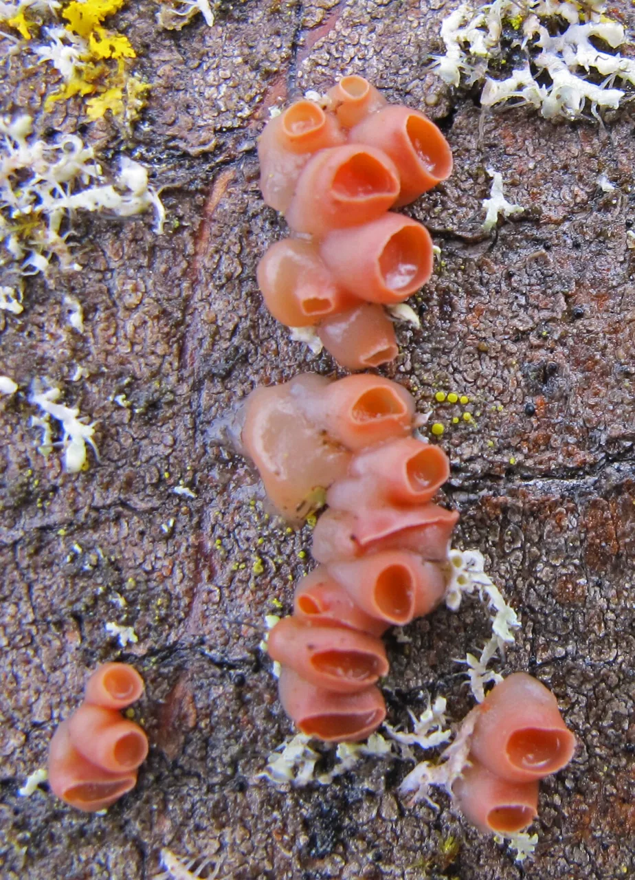 Ditangium incarnatum (Ditangium incarnatum) — photo mycologique