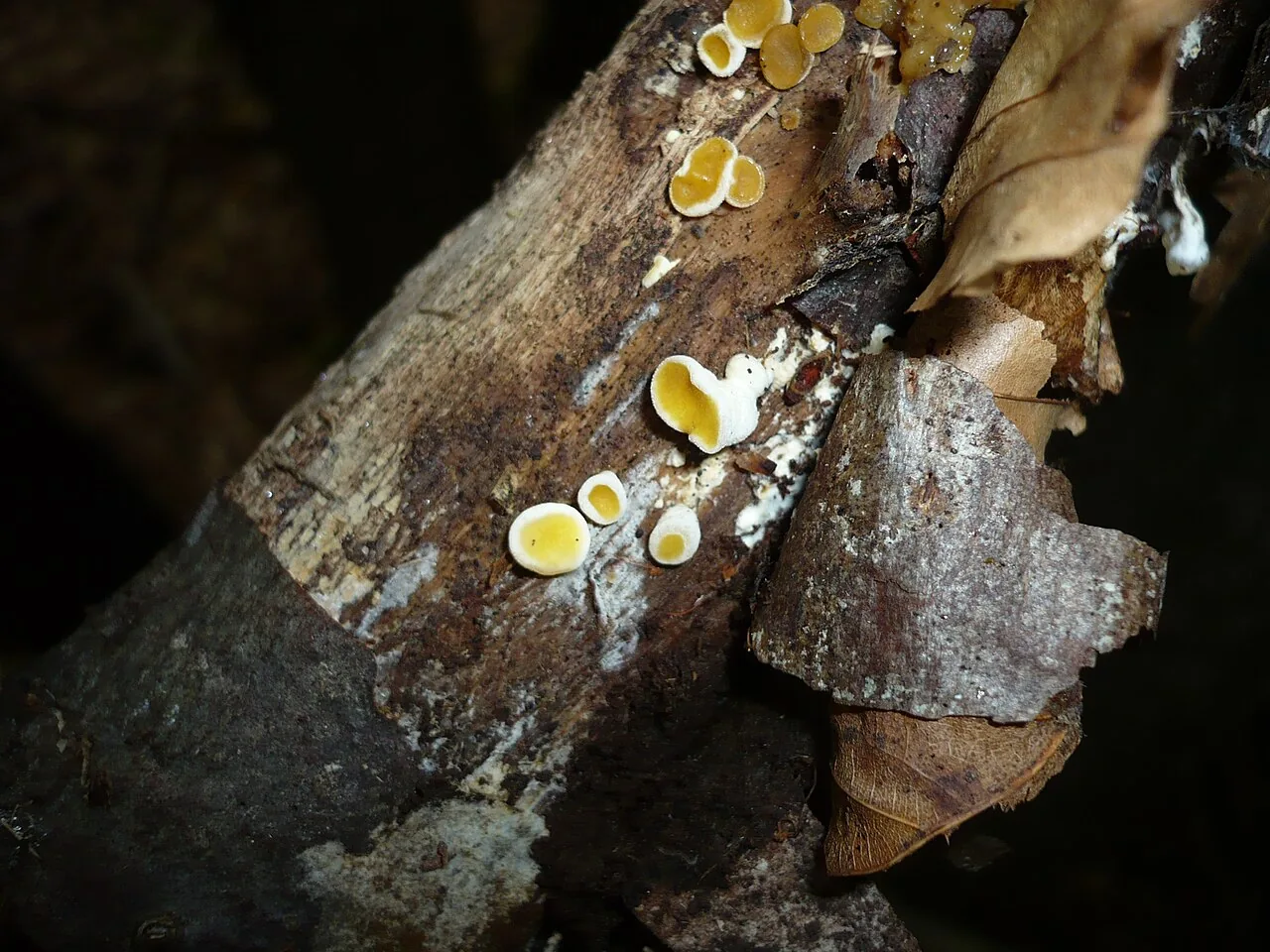 Ditiola sulcata (Ditiola sulcata) — photo mycologique