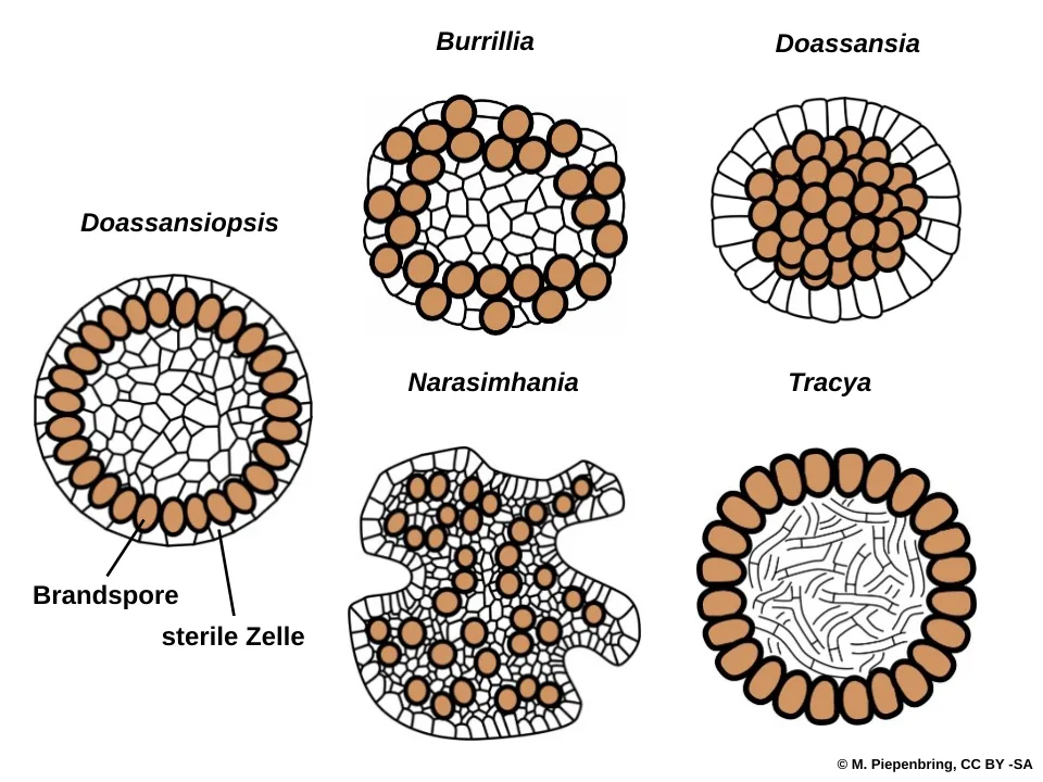 Doassansiopsis occulta (Doassansiopsis occulta) — photo mycologique