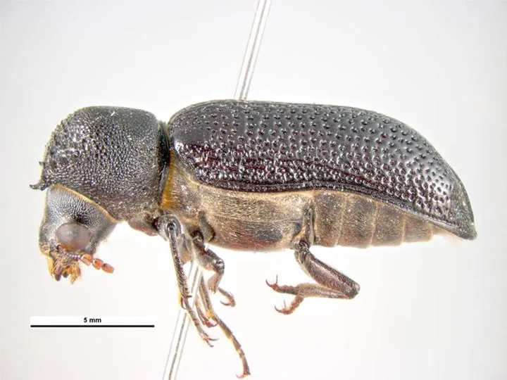 Dominikia difficilevidera (Dominikia difficilevidera) — photo mycologique