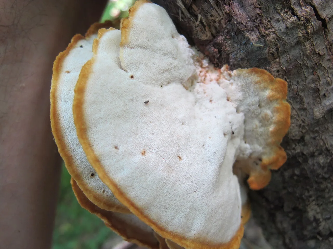 Donkia pulcherrima (Donkia pulcherrima) — photo mycologique