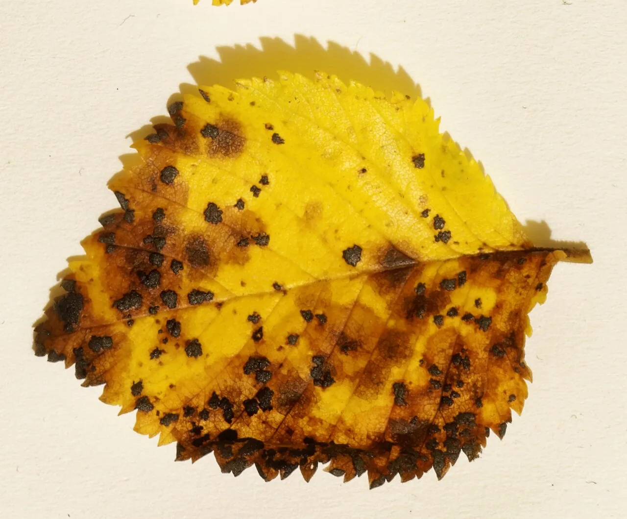 Dothidella australis (Dothidella australis) — photo mycologique