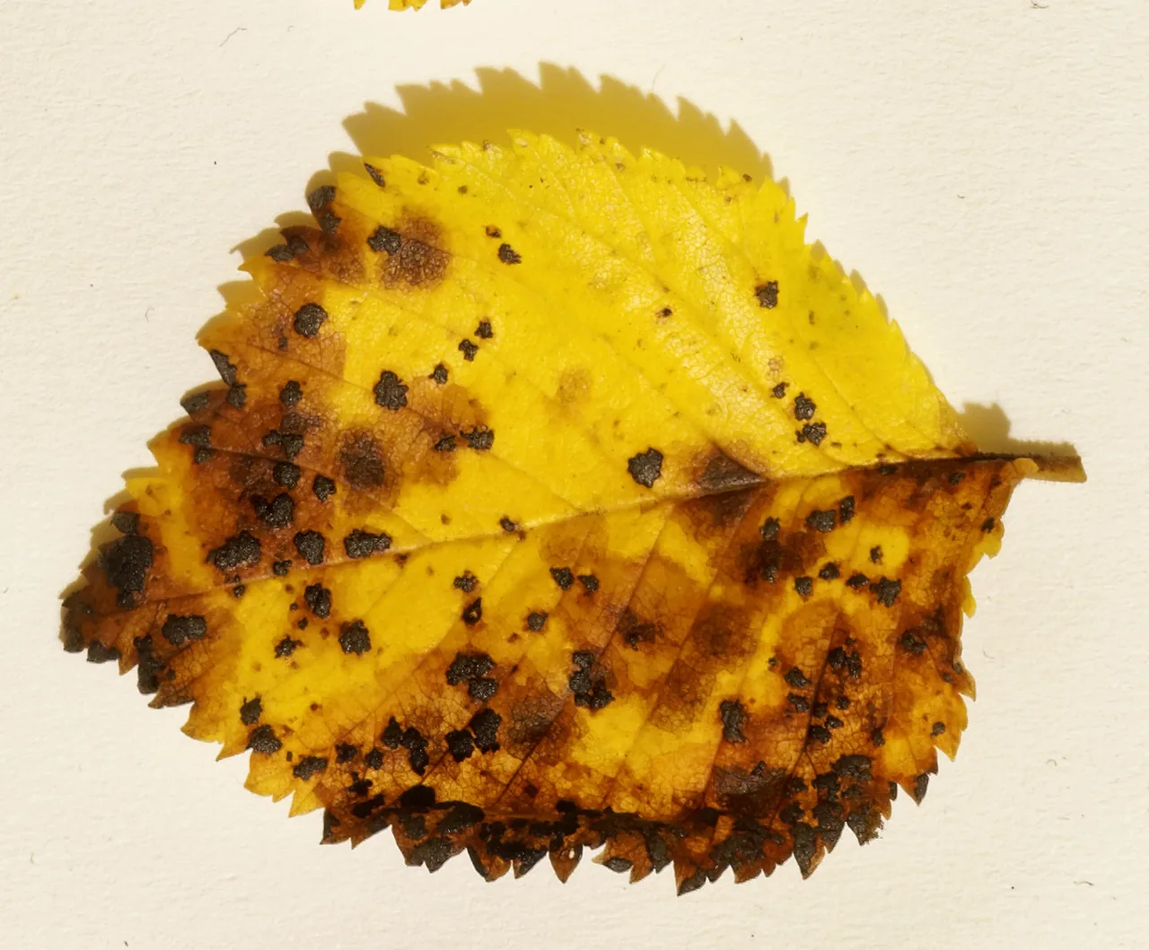 Dothidella ulmi (Dothidella ulmi) — photo mycologique
